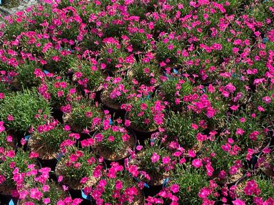 Dianthus x Beauties 'Kahori' - Cheddar Pinks from Pleasant Run Nursery