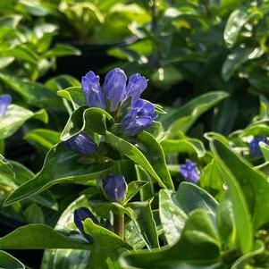 Gentiana cruciata Blue Cross