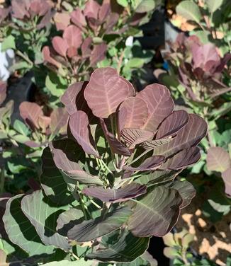 Cotinus coggygria The Velvet Fog - Smokebush from Pleasant Run Nursery