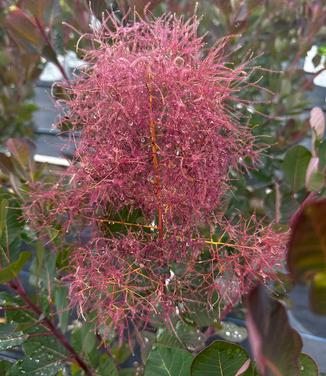 Cotinus coggygria The Velvet Fog® - Smokebush from Pleasant Run Nursery