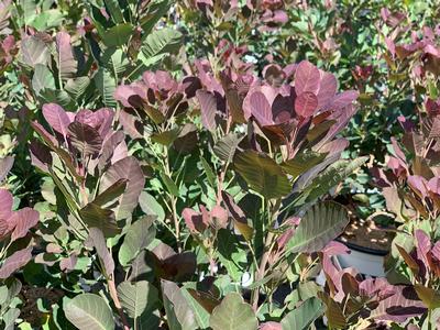 Cotinus coggygria The Velvet Fog - Smokebush from Pleasant Run Nursery