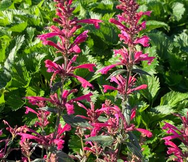 Agastache x 'Morello' - Hyssop- Morello from Pleasant Run Nursery