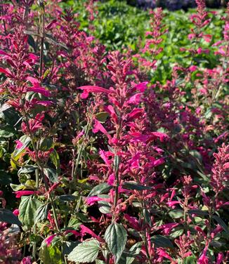 Agastache x 'Morello' - Hyssop- Morello from Pleasant Run Nursery