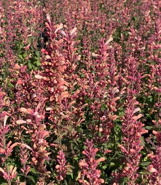 Agastache x 'Pink Pearl' - Hyssop from Pleasant Run Nursery