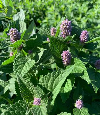 Agastache foeniculum - Anise Hyssop from Pleasant Run Nursery