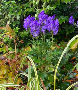 Aconitum fischeri - Fischer's Monkshood from Pleasant Run Nursery