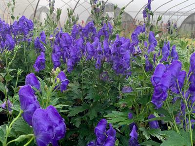 Aconitum fischeri - Fischer's Monkshood from Pleasant Run Nursery