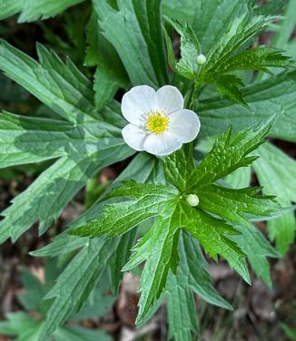 Anemone canadensis - Windflower from Pleasant Run Nursery