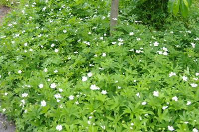 Anemone canadensis - Windflower from Pleasant Run Nursery