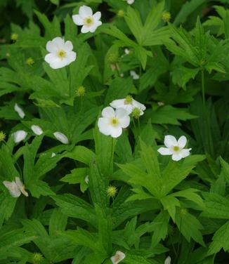 Anemone canadensis - Windflower from Pleasant Run Nursery