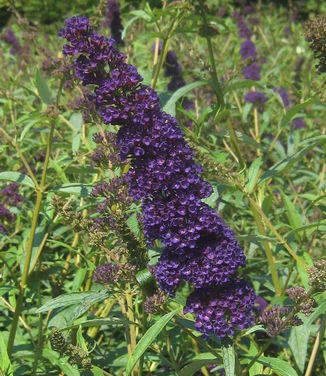 Buddleia davidii Black Knight - Butterfly Bush