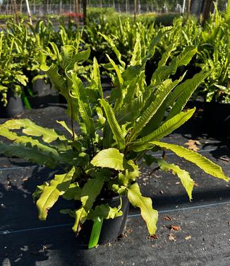 Asplenium scolopendrium - Hart's Tongue Fern from Pleasant Run Nursery