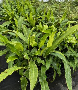 Asplenium scolopendrium - Hart's Tongue Fern from Pleasant Run Nursery