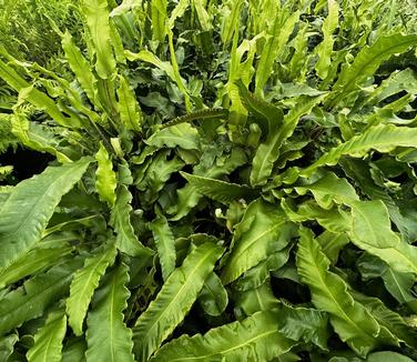 Asplenium scolopendrium - Hart's Tongue Fern from Pleasant Run Nursery