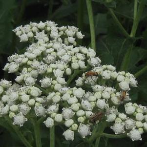 Parthenium integrifolium 