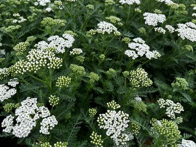 Achillea millefolium New Vintage™ 'White'