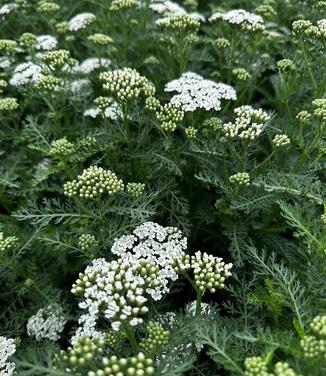 Achillea millefolium 'New Vintage White' - Yarrow from Pleasant Run Nursery