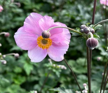 Anemone tomentosa 'Robustissima' - Hardy Grapeleaf from Pleasant Run Nursery