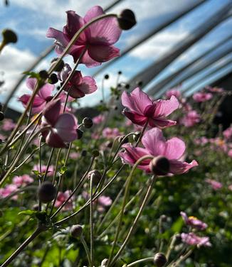 Anemone tomentosa 'Robustissima' - Hardy Grapeleaf from Pleasant Run Nursery