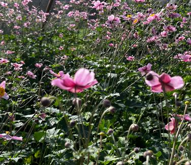 Anemone tomentosa 'Robustissima' - Hardy Grapeleaf from Pleasant Run Nursery