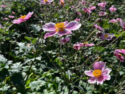 Anemone tomentosa 'Robustissima' - Hardy Grapeleaf from Pleasant Run Nursery