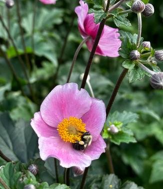 Anemone tomentosa 'Robustissima' - Hardy Grapeleaf from Pleasant Run Nursery