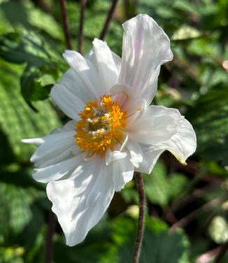 Anemone x 'Dainty Swan' - Wildflower from Pleasant Run Nursery