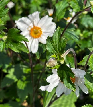 Anemone x 'Dainty Swan' - Wildflower from Pleasant Run Nursery