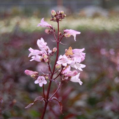 Penstemon digitalis Husker Red