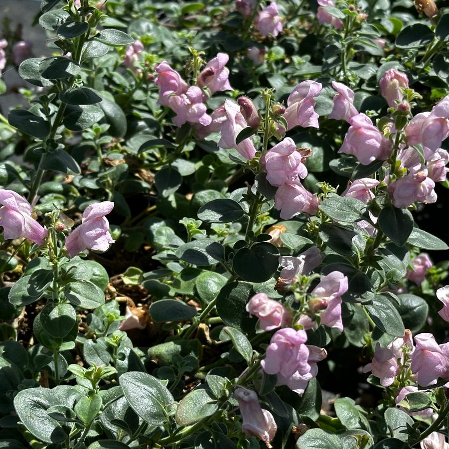 Antirrhinum hispanicum 'Roseum' - Spanish Snapdragon from Pleasant Run Nursery