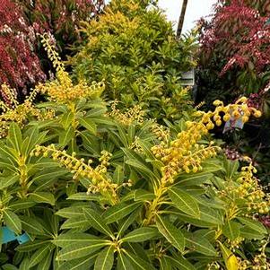 Pieris japonica Cavatine