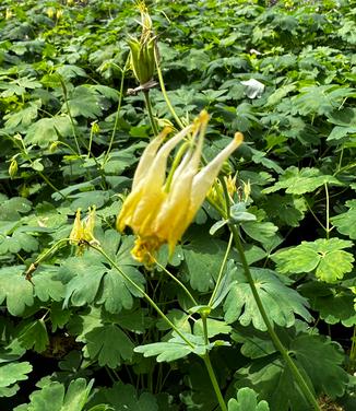 Aquilegia canadensis 'Corbett' - Columbine- Corbett from Pleasant Run Nursery