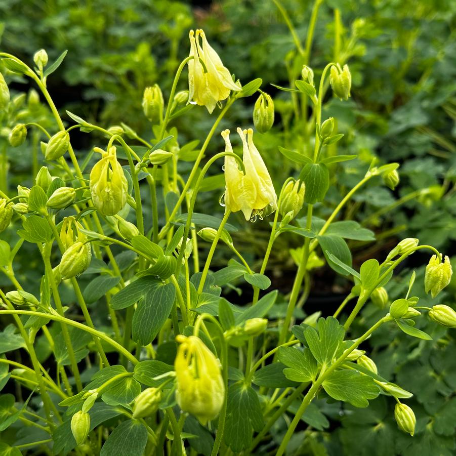 Aquilegia canadensis 'Corbett' - Columbine- Corbett from Pleasant Run Nursery