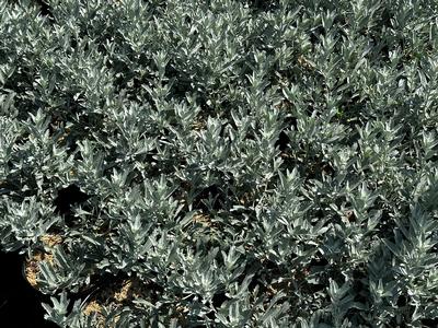 Artemisia x GardenGhost™ - Wormwood from Pleasant Run Nursery