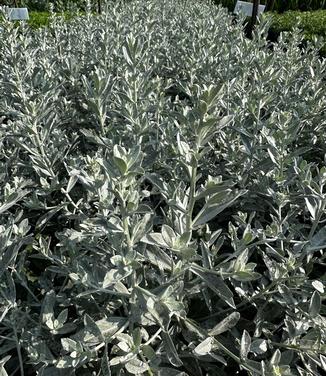 Artemisia x GardenGhost™ - Wormwood from Pleasant Run Nursery