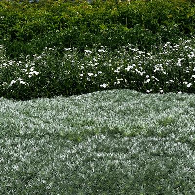 Artemisia schmidtiana Silver Mound