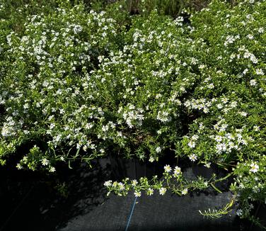 Aster ericoides 'Bridal Veil' - Heath Aster from Pleasant Run Nursery