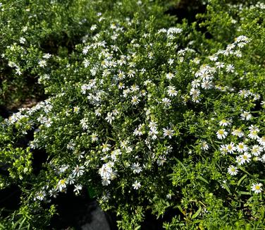 Aster ericoides 'Bridal Veil' - Heath Aster from Pleasant Run Nursery