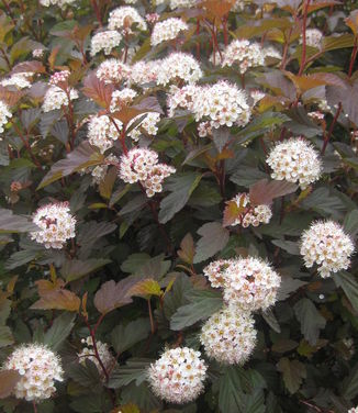 Physocarpus opulifolis Coppertina