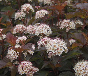 Physocarpus opulifolis Coppertina