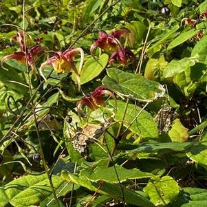 Epimedium x Rigoletto