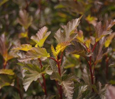 Physocarpus opulifolius Coppertina