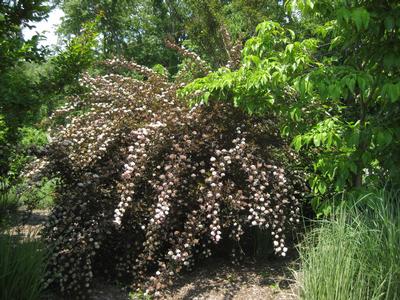 Physocarpus opulifolis Summer Wine - Ninebark