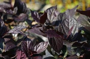 Calycanthus floridus var purpureus Burgundy Spice