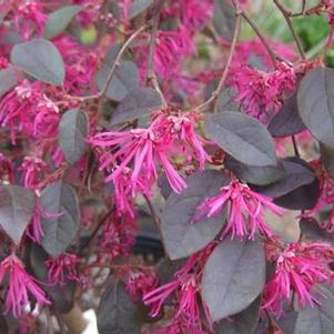 Loropetalum chinensis Zhuzhou Fuchsia