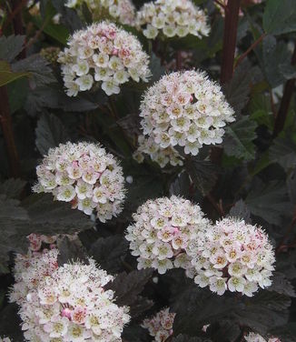 Physocarpus opulifolis Summer Wine