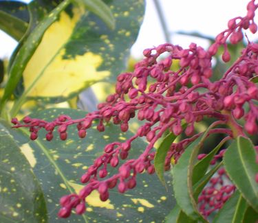 Pieris japonica 'Dorothy Wycoff' (Bud Only)