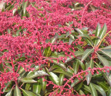 Pieris japonica Dorothy Wycoff (in Dec.)