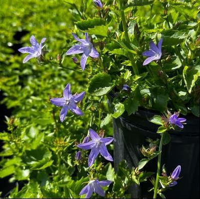 Campanula x Blue Waterfall