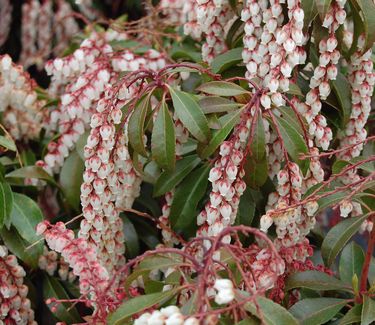 Pieris japonica 'Dorothy Wycoff' 